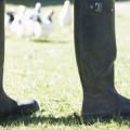 Gewerbe, Industrie, Baustelle, Garten, Stall, Tierzucht, Geflügelzucht, Bauernhof, Seuchenschutz, Katastrophenschutz, Handel, Lager